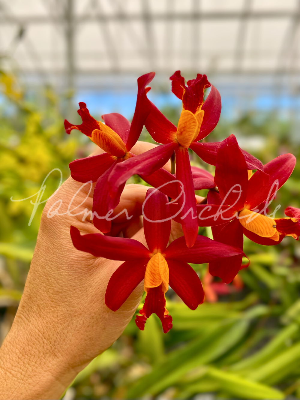 C. Koolau Seagulls — Palmer Orchids